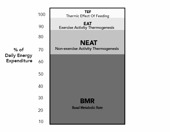 TOTAL DAILY ENERGY EXPENDITURE (TDEE) and what it means for you.. -  Bathurst Strength &amp; Conditioning (BxSC)