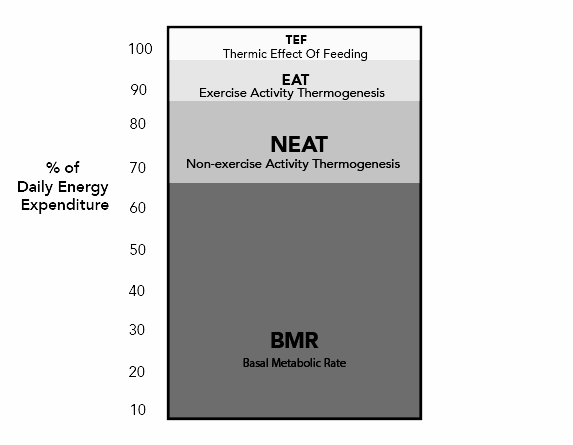 total-daily-energy-expenditure-tdee-and-what-it-means-for-you